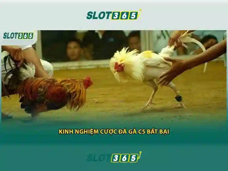ưu đãi độc quyền Slot365