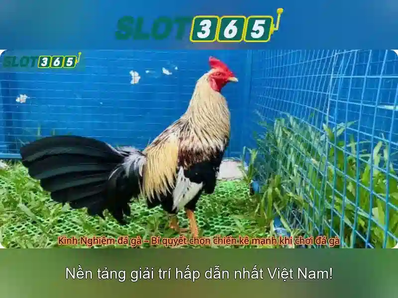 SLOT365 chính thức